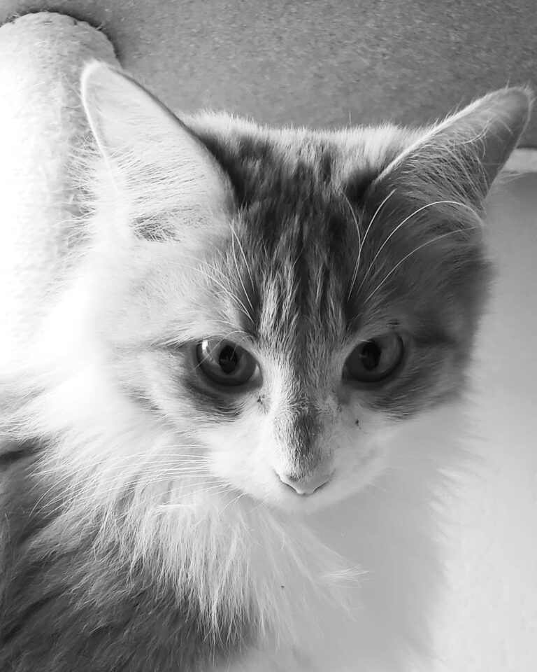 If looks could kill
