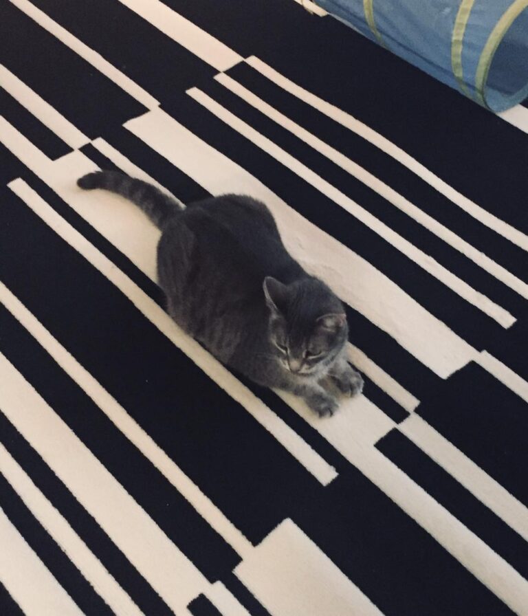 Investigating the new rug.