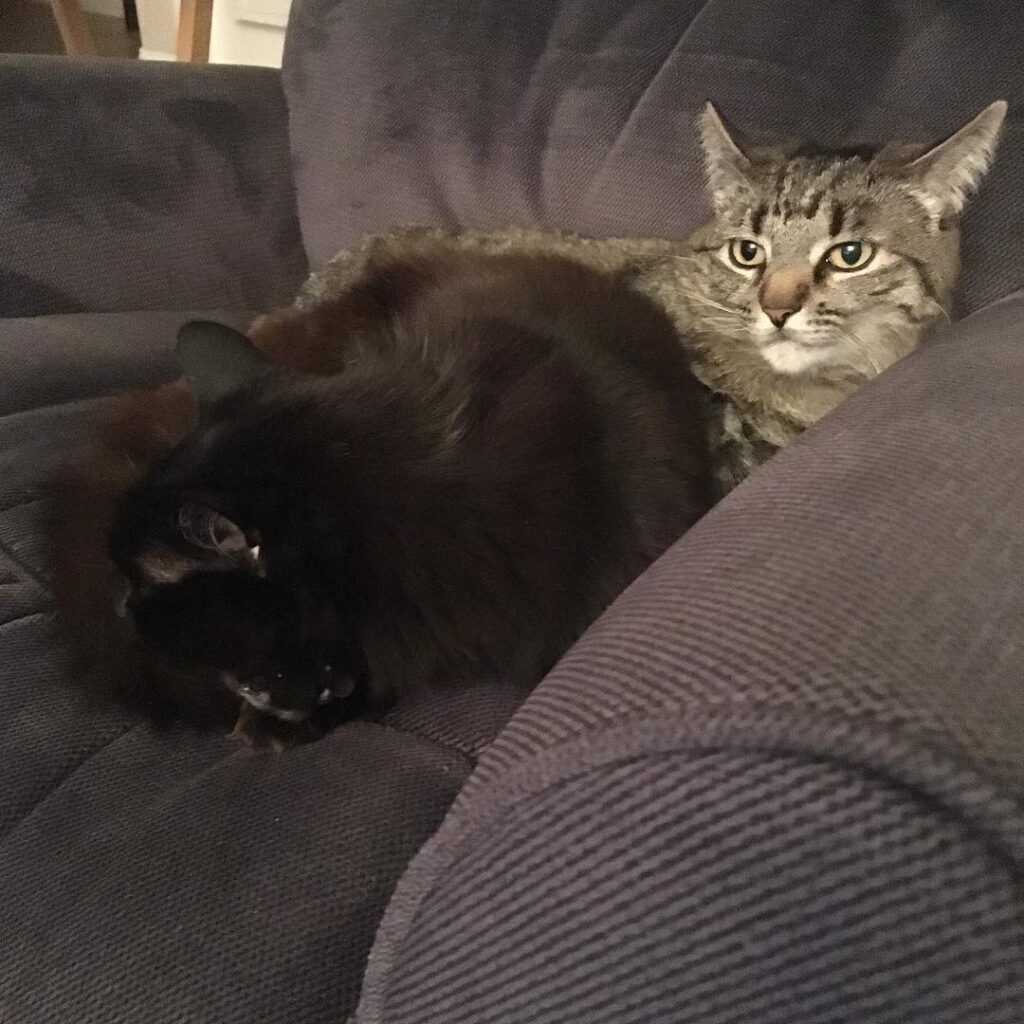 Just loungin’ around last night in my momma’s chair