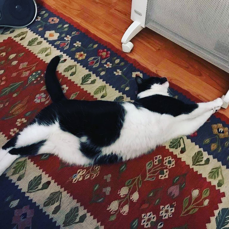 Just spreading in front of the heater, waiting for my meowmum’ to