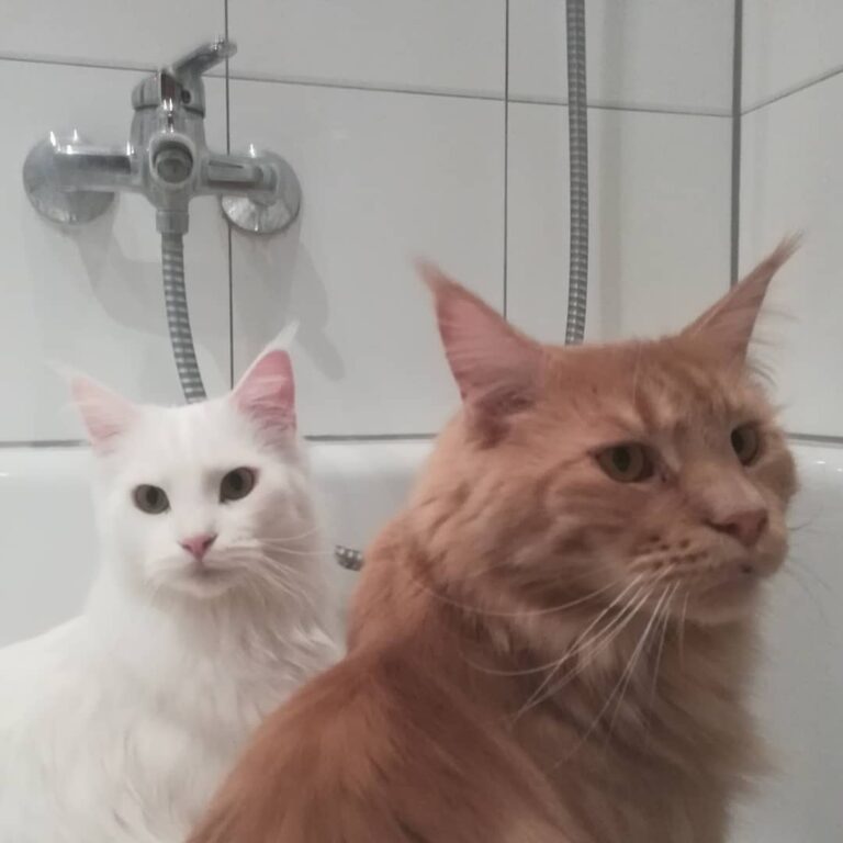 Katzenwäsche ünchen äsche