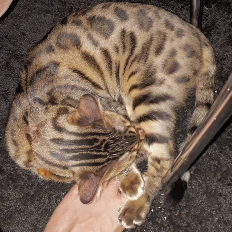 . . . LOKI . . . 13th October 2018 . . . . . . . . . . . . . LOVES TO