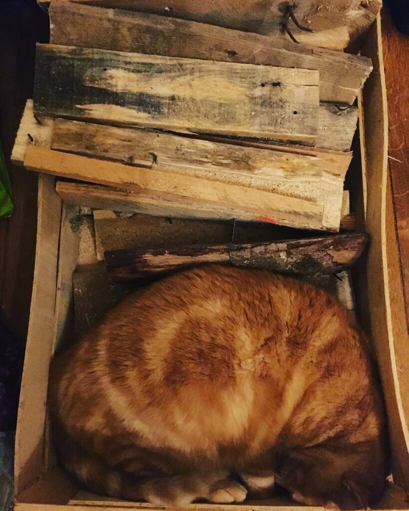 L’art du camouflage selon Fanta notre chat