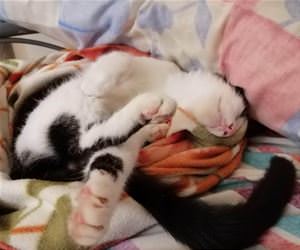 FunnyCatSite