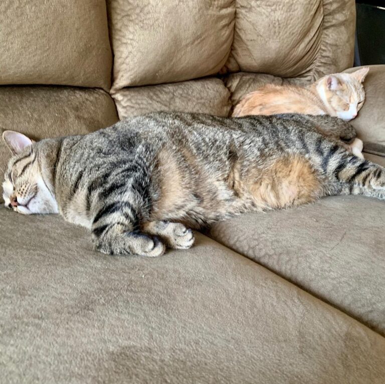Lazy my babies!