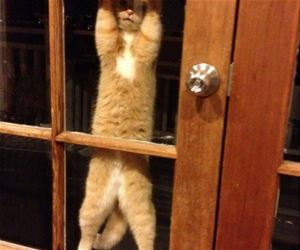 FunnyCatSite