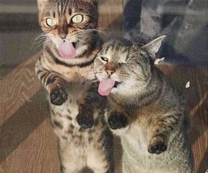 FunnyCatSite