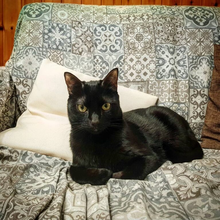 Like a boss . . . . #кот #котик #котики #котенок #котейка #инстакот