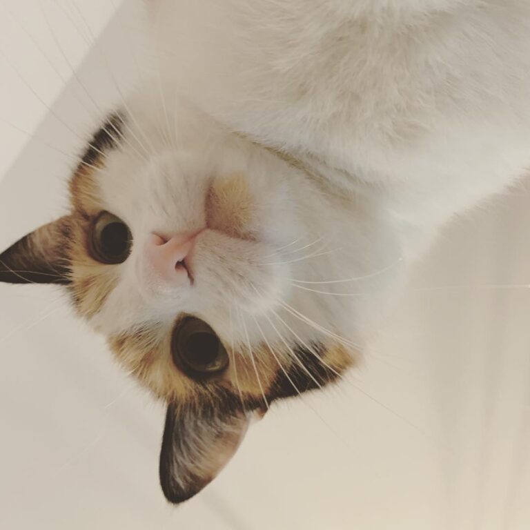 Cute Cat Moment