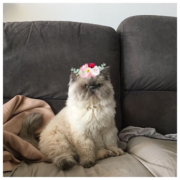 Loafelia decided on a some simpler ornamentation today (not that she