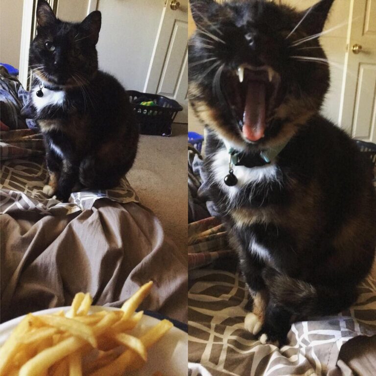 Lyla: Mom, can I have a fry please? Me:….No. Lyla: but MOMMMMMMM