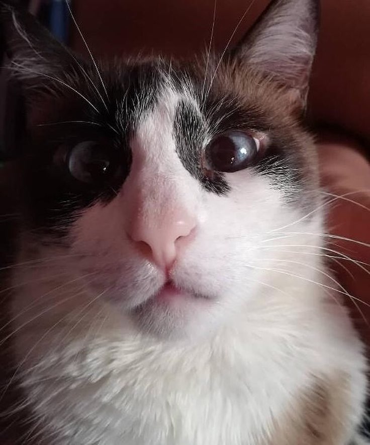 MOMENTO DO SEGUIDOR: Bibizinha veio passar a tarde com vocês!!