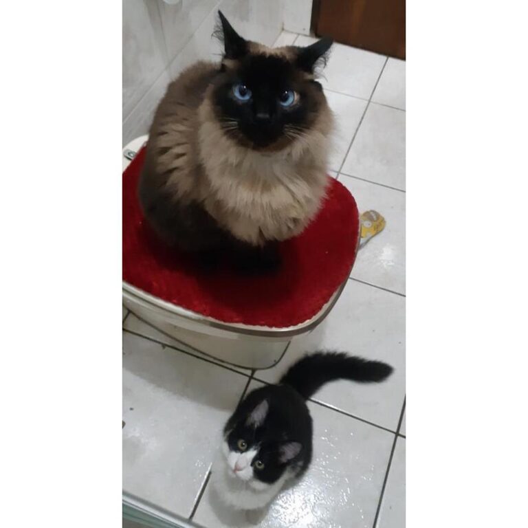 MOMENTO DO SEGUIDOR: Nina e Amora comprovando que suas idas ao