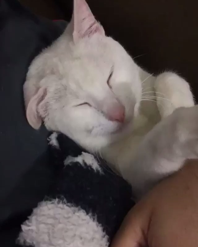 MOMENTO DO SEGUIDOR: Quando seu pai não entende que você também