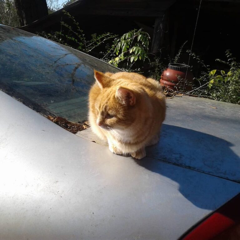 Mama cat.