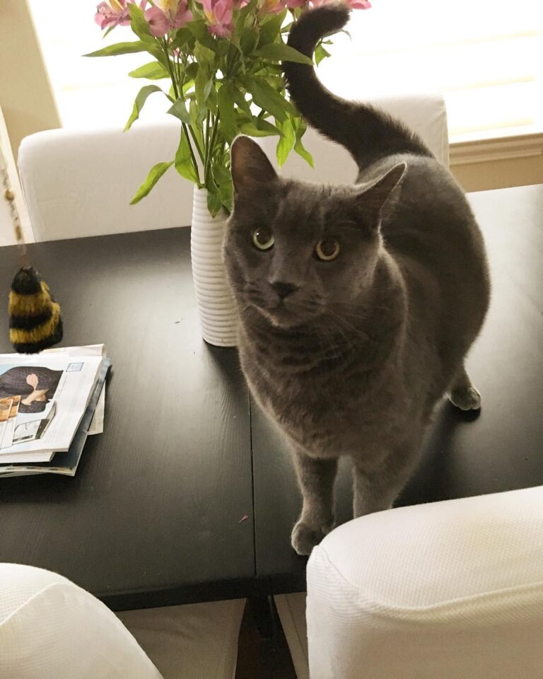Meet Nimbo the chatty Kathy of kitties. ## # # #