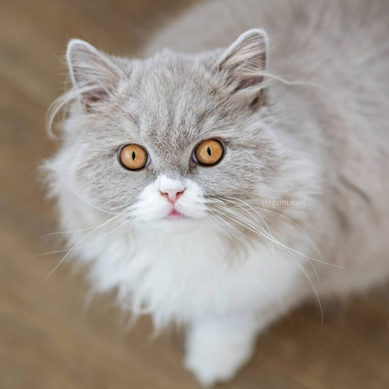 Meowdeling for the next cover
