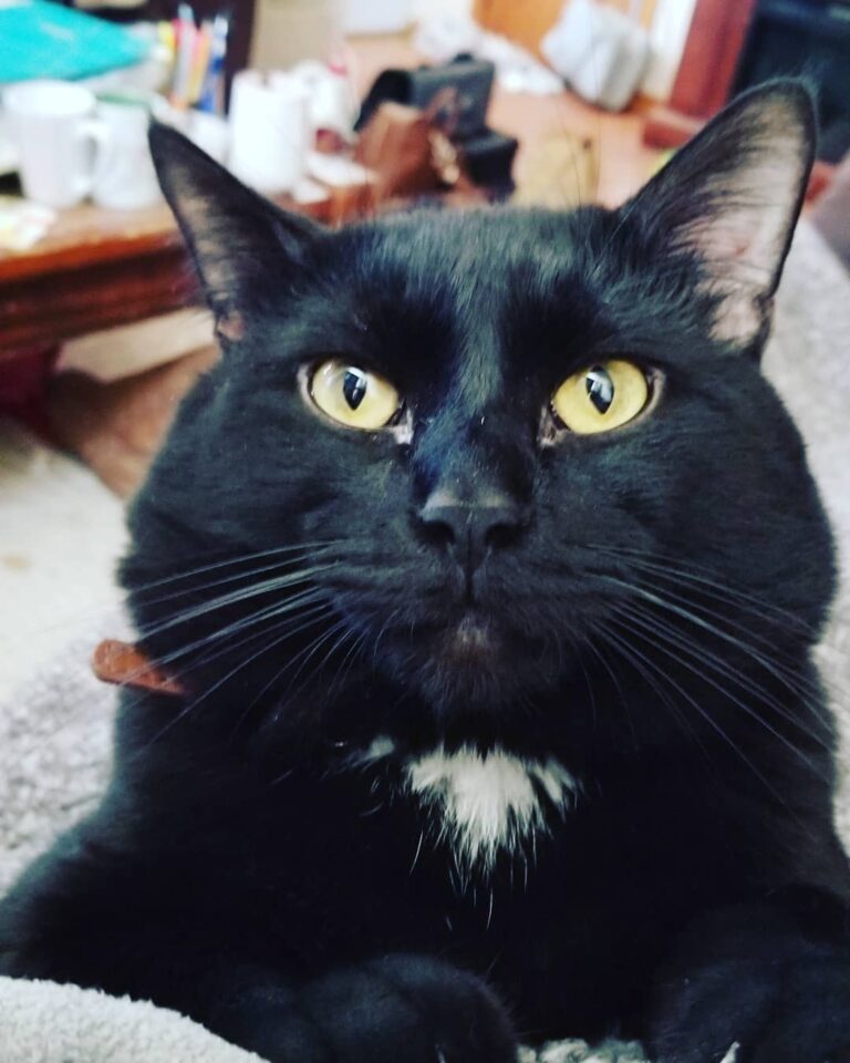 Meowmy isn’t feeling good, so I have prescribed snuggles and purrs! .