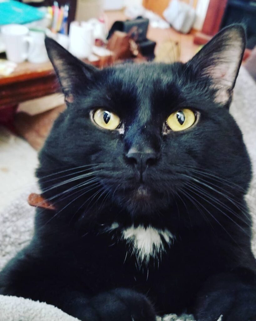 Meowmy isn’t feeling good, so I have prescribed snuggles and purrs! .