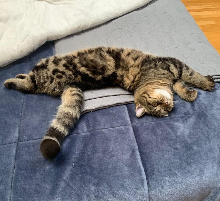Merlin doing some stretches!