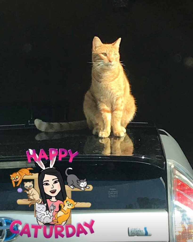 My Gingin; the cat