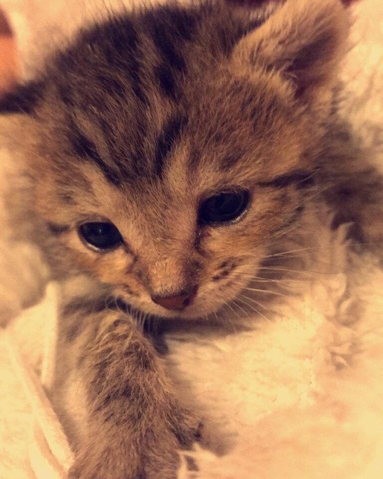 My Kitten Nala