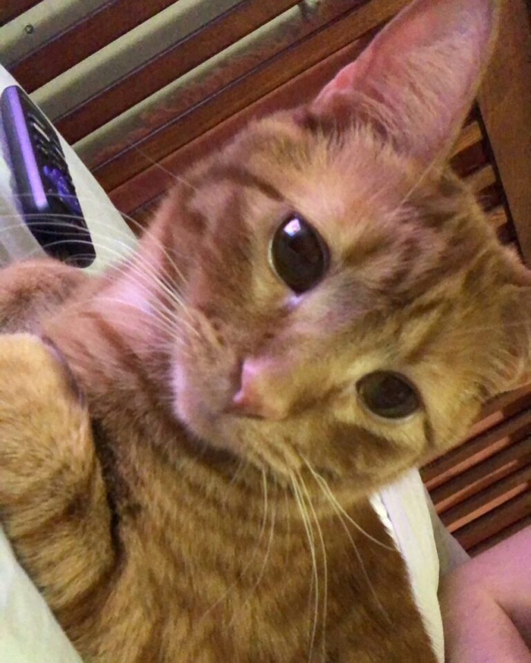 My cheesy baby is precious