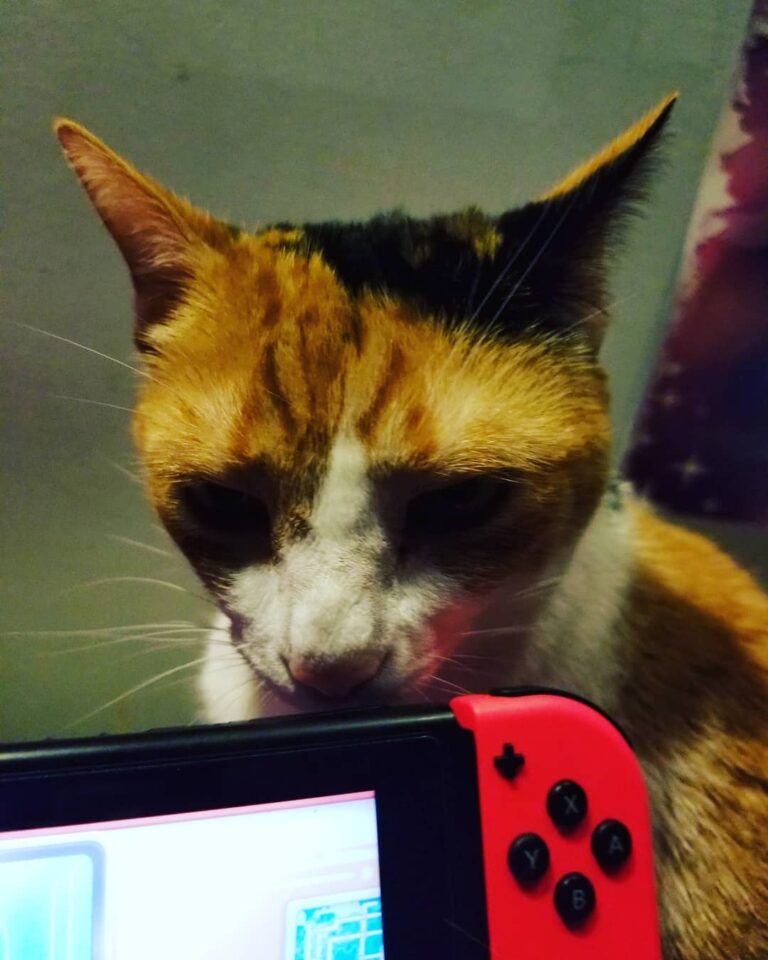 My derpy girl doesn’t like me playing my Nintendo Switch, no sir.