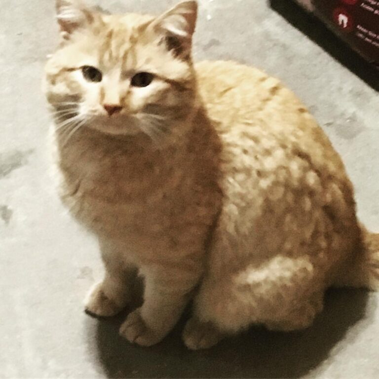 My old cat