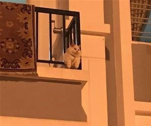 FunnyCatSite