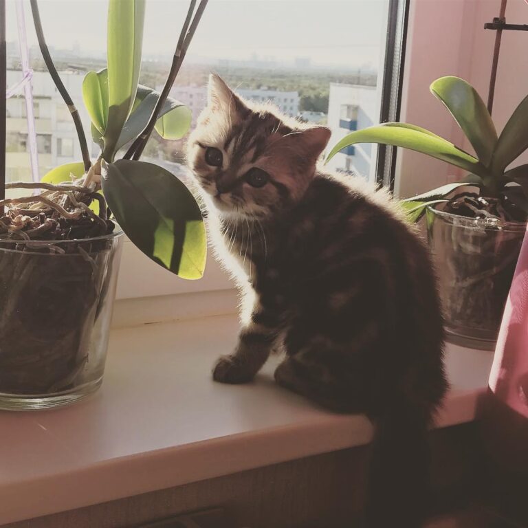 Name: Koriza/Корица Date: 01.03.2018 Nickname: PREDATOR Cattery: