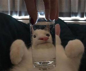 FunnyCatSite
