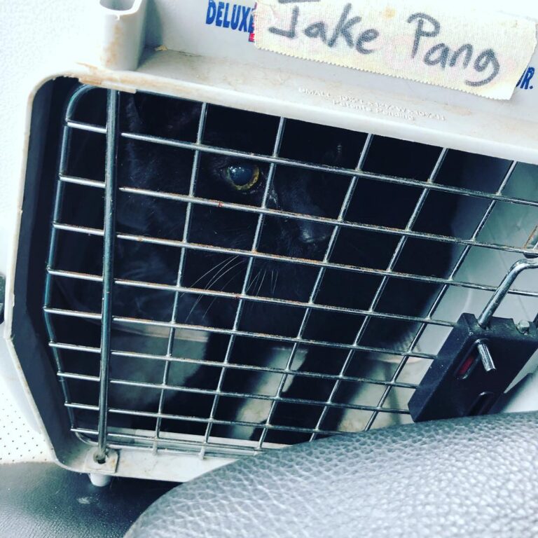 Old Man Jake turned 21…and got a trip to the vet for some