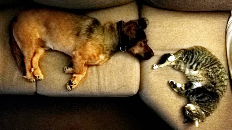 Passed out after a busy day