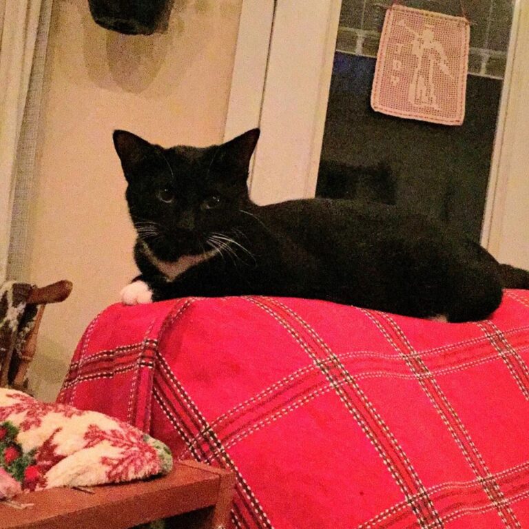 Pasty cat.