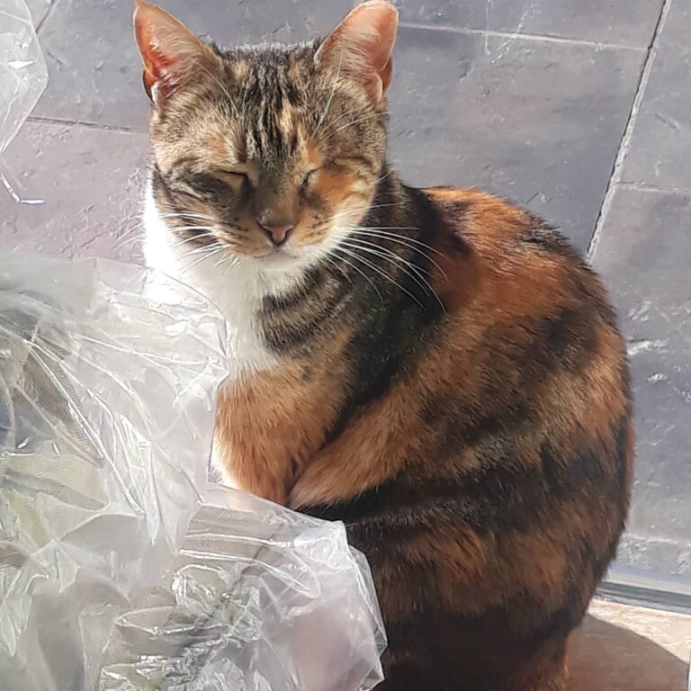 Pet shop princess enjoys the Greek sun