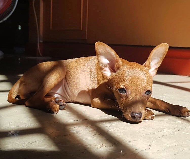 PetsOriginal face is – Please show them some love and follow their