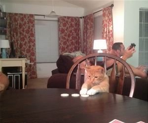 FunnyCatSite