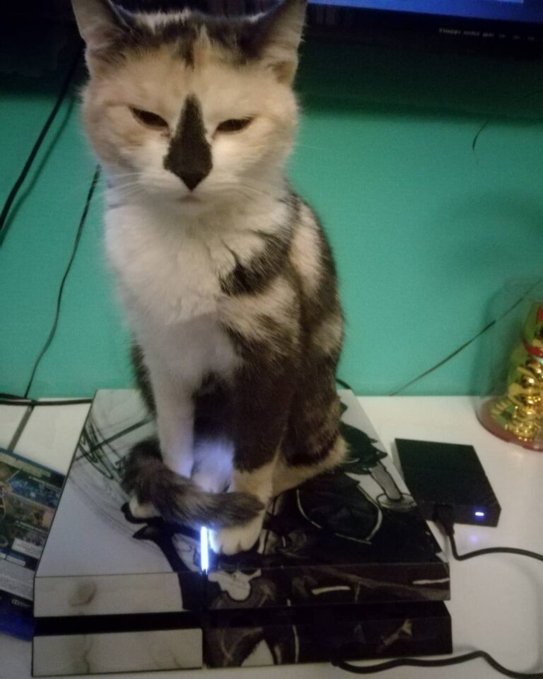 Please look at her, she’s too cute. And she’s officially a gamercat.