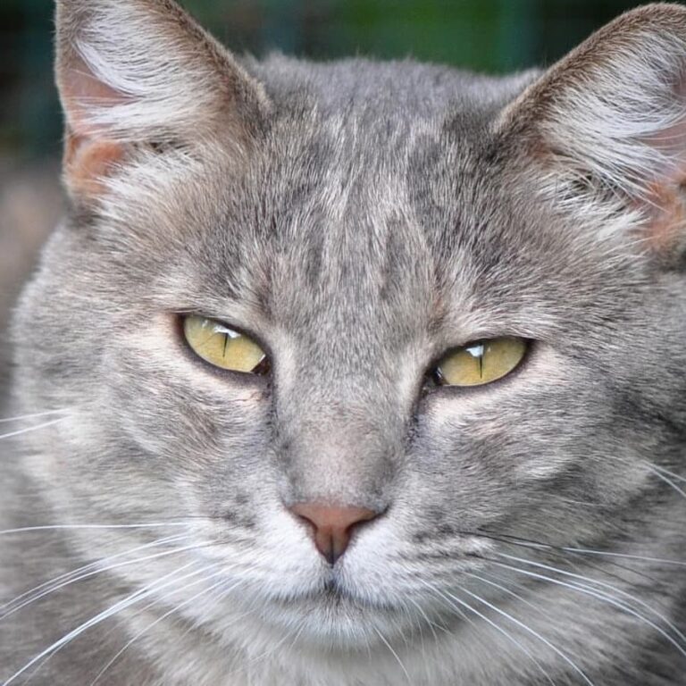 Polvere • • • • • ​#ねこ