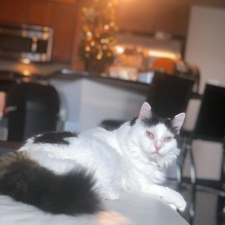Prada’s eye allergies are finally clearing up