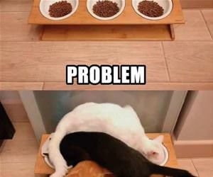 FunnyCatSite