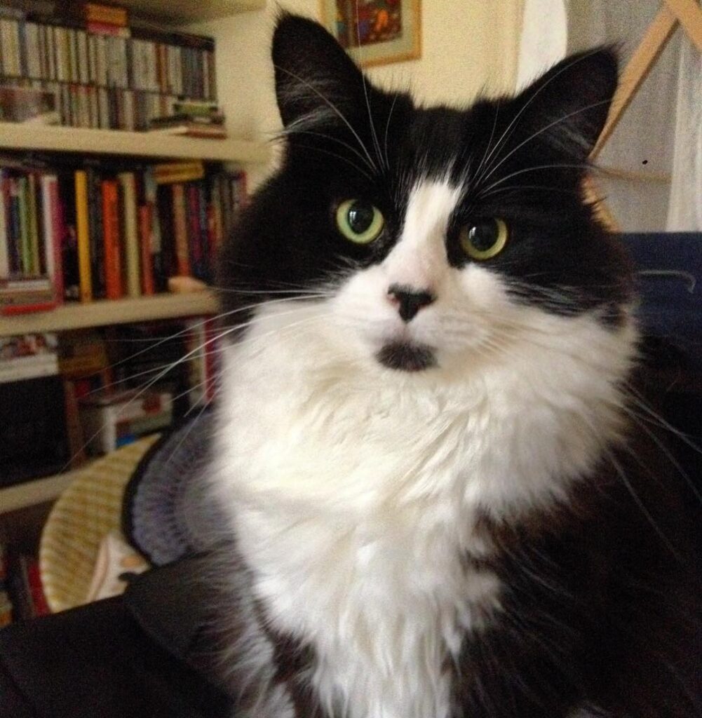 Purr-fection