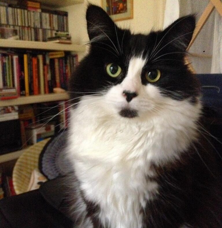 Purr-fection