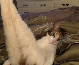 FunnyCatSite