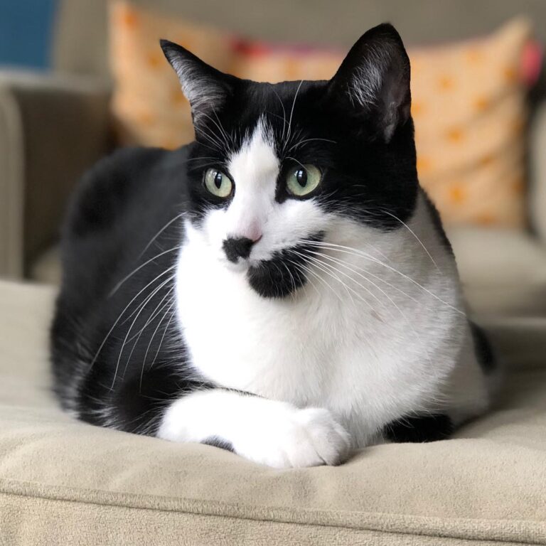 QUIZ: Herbie is: A) handsome B) cuddly C) goofy D) an asshole E) all