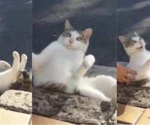 FunnyCatSite