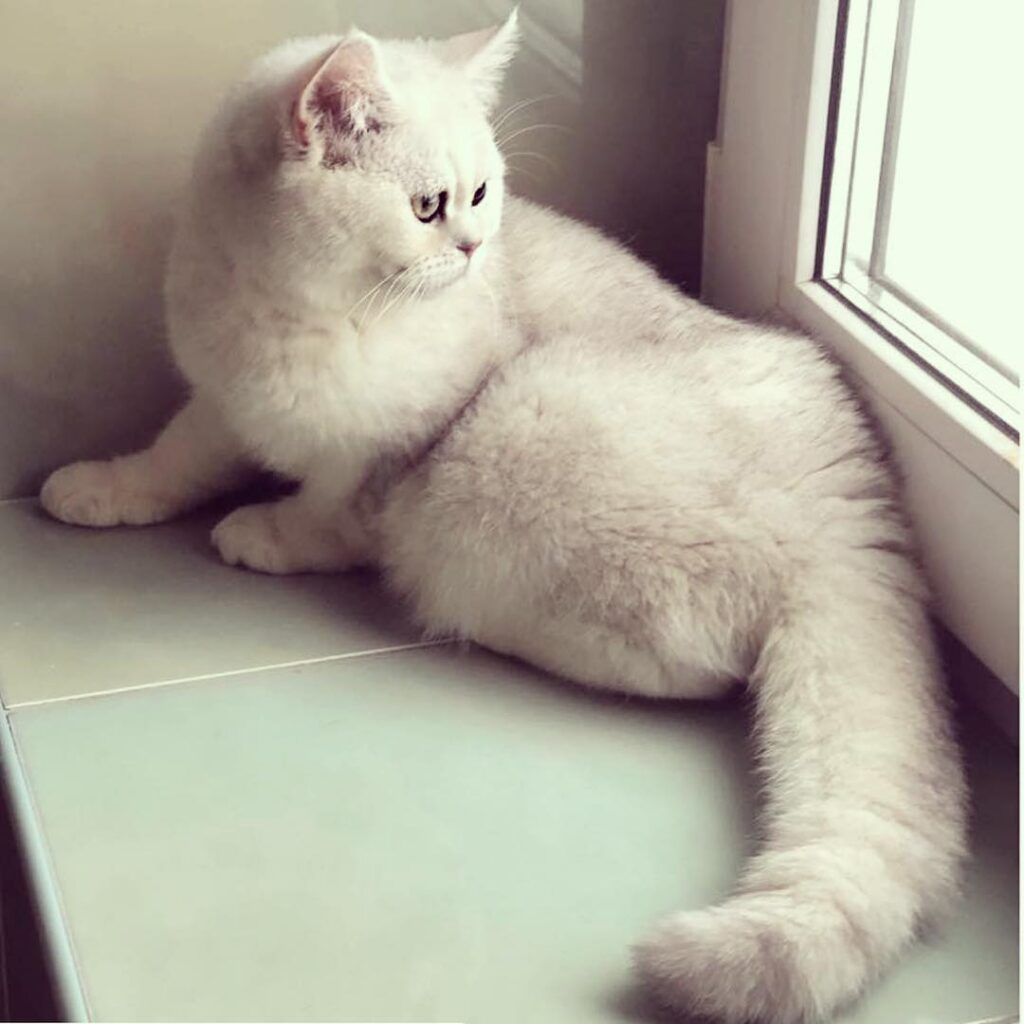 With ・・・ #котейки_из_питомника Друзья у нас ещё остались малыши пять