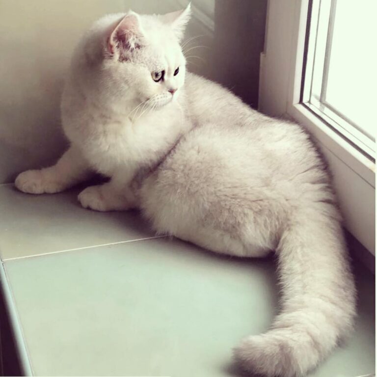 With ・・・ #котейки_из_питомника Друзья у нас ещё остались малыши пять