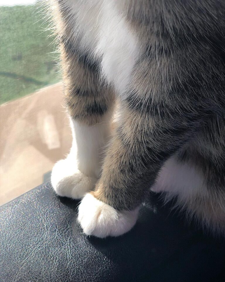 Rio Chama’s paws are just as bitchin.
